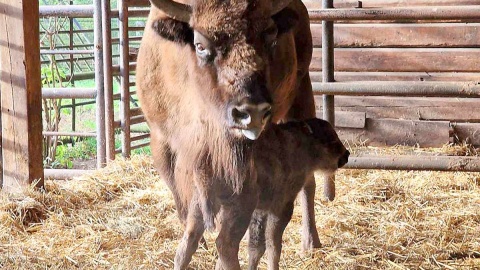 W myślęcińskim ZOO na świat przyszedł mały żubr! Fot. nadesłane