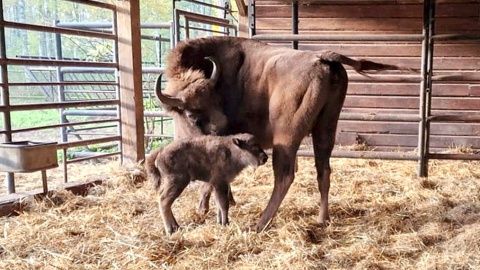 W myślęcińskim ZOO na świat przyszedł mały żubr! Fot. nadesłane