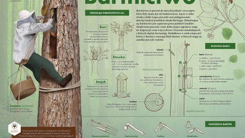 Bartnictwo i pszczoły w lesie. Fot. .facebook.com/rdlpTorun