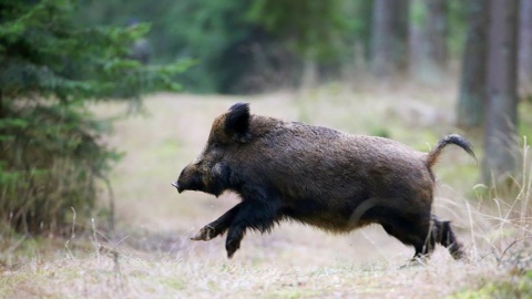 Dzik w swoim naturalnym środowisku. Fot. Rafał Łapiński/facebook.com/LasyPanstwowe