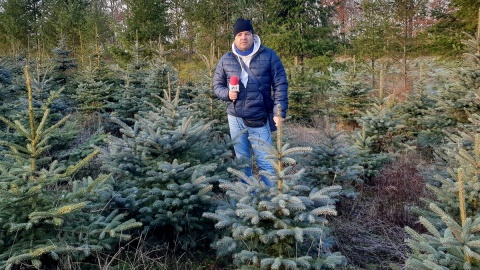 Marcin Doliński z Polskiego Radia PiK szukał świątecznego drzewka na plantacji choinek w Nadleśnictwie Dąbrowa. Fot. arch. PR PiK