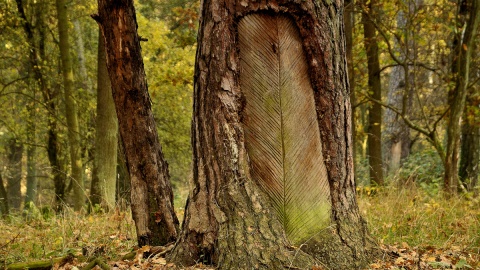 Prastara żywicowana sosna w rez.Ostrowo. Fot. Regionalna Dyrekcja Lasów Państwowych w Toruniu