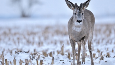 Sarny. Fot. Regionalna Dyrekcja Lasów Państwowych w Toruniu