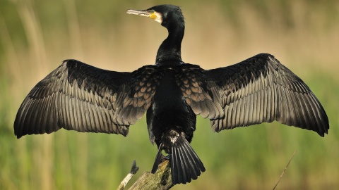 Kormoran. Fot. Regionalna Dyrekcja Lasów Państwowych w Toruniu