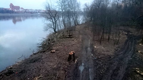 Mieszkańcy Torunia zbulwersowani są wycinką drzew przy remontowanym moście im. Józefa Piłsudskiego. Fot. Michał Zaręba