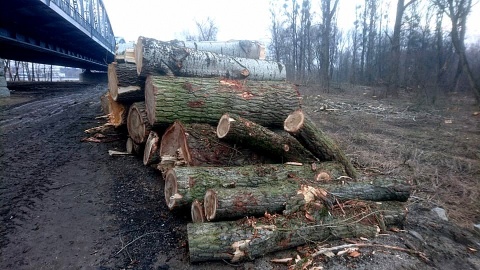 Mieszkańcy Torunia zbulwersowani są wycinką drzew przy remontowanym moście im. Józefa Piłsudskiego. Fot. Michał Zaręba