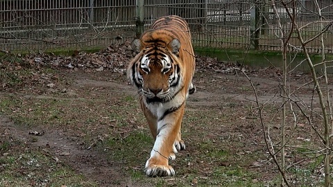 W Wigilię Bożego Narodzenia zaglądamy do Ogrodu Zoologicznego w Myślęcinku, by sprawdzić, czy zwierzęta mówią ludzkim głosem. Fot. Janusz Wiertel