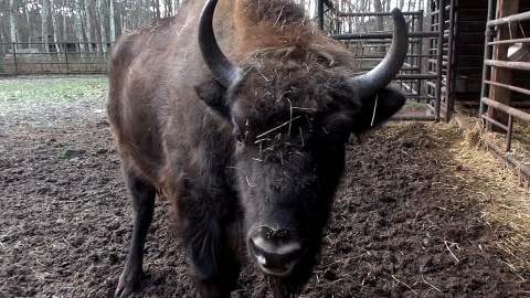 W Wigilię Bożego Narodzenia zaglądamy do Ogrodu Zoologicznego w Myślęcinku, by sprawdzić, czy zwierzęta mówią ludzkim głosem. Fot. Janusz Wiertel