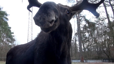 W Wigilię Bożego Narodzenia zaglądamy do Ogrodu Zoologicznego w Myślęcinku, by sprawdzić, czy zwierzęta mówią ludzkim głosem. Fot. Janusz Wiertel