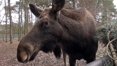 W Wigilię Bożego Narodzenia zaglądamy do Ogrodu Zoologicznego w Myślęcinku, by sprawdzić, czy zwierzęta mówią ludzkim głosem. Fot. Janusz Wiertel