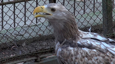 W Wigilię Bożego Narodzenia zaglądamy do Ogrodu Zoologicznego w Myślęcinku, by sprawdzić, czy zwierzęta mówią ludzkim głosem. Fot. Janusz Wiertel