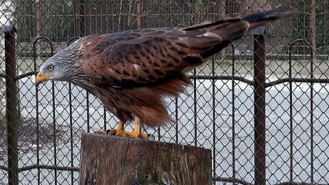 W Wigilię Bożego Narodzenia zaglądamy do Ogrodu Zoologicznego w Myślęcinku, by sprawdzić, czy zwierzęta mówią ludzkim głosem. Fot. Janusz Wiertel