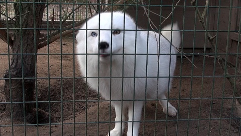 W Wigilię Bożego Narodzenia zaglądamy do Ogrodu Zoologicznego w Myślęcinku, by sprawdzić, czy zwierzęta mówią ludzkim głosem. Fot. Janusz Wiertel