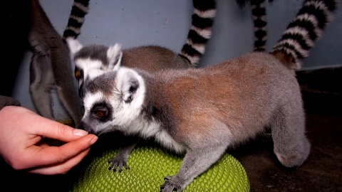 Ciekawość lemurów mieszkających w Ogrodzie Zoologicznym w Myślęcinku wykorzystuje się w trakcie ich treningów. Fot. Janusz Wiertel