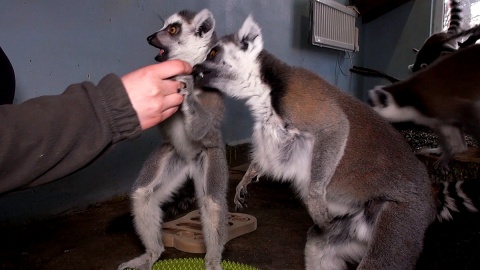 Ciekawość lemurów mieszkających w Ogrodzie Zoologicznym w Myślęcinku wykorzystuje się w trakcie ich treningów. Fot. Janusz Wiertel