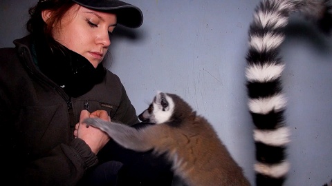 Ciekawość lemurów mieszkających w Ogrodzie Zoologicznym w Myślęcinku wykorzystuje się w trakcie ich treningów. Fot. Janusz Wiertel