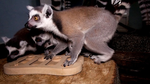 Ciekawość lemurów mieszkających w Ogrodzie Zoologicznym w Myślęcinku wykorzystuje się w trakcie ich treningów. Fot. Janusz Wiertel