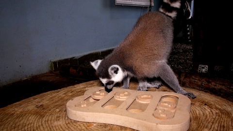 Ciekawość lemurów mieszkających w Ogrodzie Zoologicznym w Myślęcinku wykorzystuje się w trakcie ich treningów. Fot. Janusz Wiertel