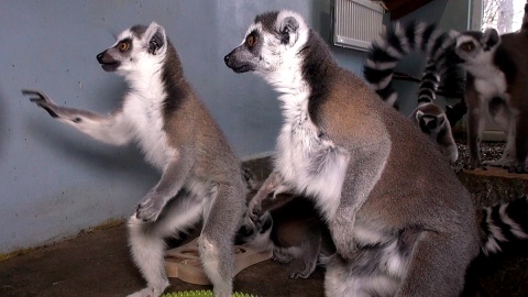 Ciekawość lemurów mieszkających w Ogrodzie Zoologicznym w Myślęcinku wykorzystuje się w trakcie ich treningów. Fot. Janusz Wiertel