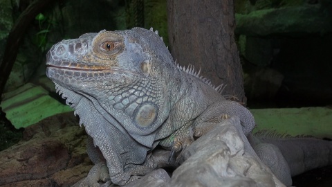 Gady mieszkające w Ogrodzie Zoologicznym w Myślęcinku to zwierzęta dziwne, niekiedy niebezpieczne, ale niezwykle fascynujące. Fot. Janusz Wiertel