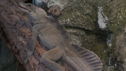 Gady mieszkające w Ogrodzie Zoologicznym w Myślęcinku to zwierzęta dziwne, niekiedy niebezpieczne, ale niezwykle fascynujące. Fot. Janusz Wiertel