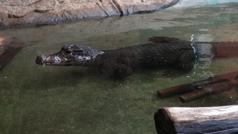 Gady mieszkające w Ogrodzie Zoologicznym w Myślęcinku to zwierzęta dziwne, niekiedy niebezpieczne, ale niezwykle fascynujące. Fot. Janusz Wiertel