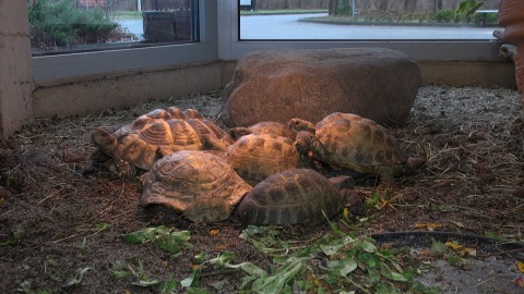 Gady mieszkające w Ogrodzie Zoologicznym w Myślęcinku to zwierzęta dziwne, niekiedy niebezpieczne, ale niezwykle fascynujące. Fot. Janusz Wiertel