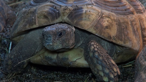 Gady mieszkające w Ogrodzie Zoologicznym w Myślęcinku to zwierzęta dziwne, niekiedy niebezpieczne, ale niezwykle fascynujące. Fot. Janusz Wiertel