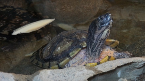 Gady mieszkające w Ogrodzie Zoologicznym w Myślęcinku to zwierzęta dziwne, niekiedy niebezpieczne, ale niezwykle fascynujące. Fot. Janusz Wiertel