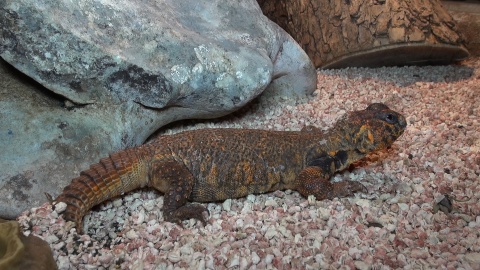 Gady mieszkające w Ogrodzie Zoologicznym w Myślęcinku to zwierzęta dziwne, niekiedy niebezpieczne, ale niezwykle fascynujące. Fot. Janusz Wiertel