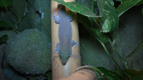 Gady mieszkające w Ogrodzie Zoologicznym w Myślęcinku to zwierzęta dziwne, niekiedy niebezpieczne, ale niezwykle fascynujące. Fot. Janusz Wiertel