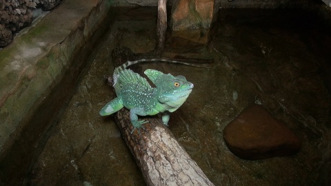 Gady mieszkające w Ogrodzie Zoologicznym w Myślęcinku to zwierzęta dziwne, niekiedy niebezpieczne, ale niezwykle fascynujące. Fot. Janusz Wiertel