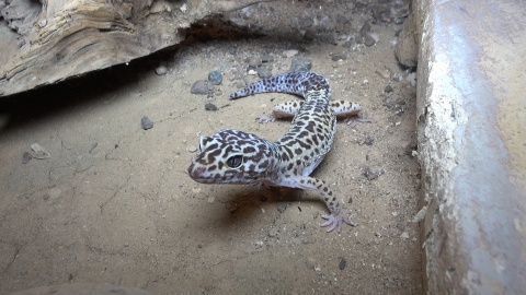 Gady mieszkające w Ogrodzie Zoologicznym w Myślęcinku to zwierzęta dziwne, niekiedy niebezpieczne, ale niezwykle fascynujące. Fot. Janusz Wiertel