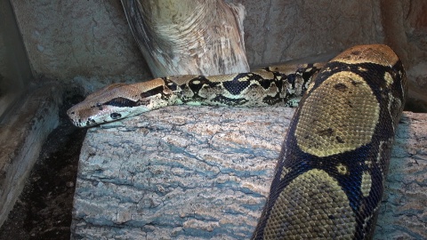 Gady mieszkające w Ogrodzie Zoologicznym w Myślęcinku to zwierzęta dziwne, niekiedy niebezpieczne, ale niezwykle fascynujące. Fot. Janusz Wiertel