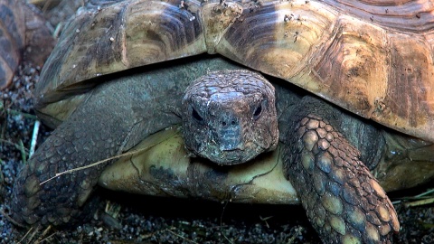 Każdy nosi własny domek, ale chętnie zamieszkały razem w myślęcińskim ZOO. Fot. Janusz Wiertel