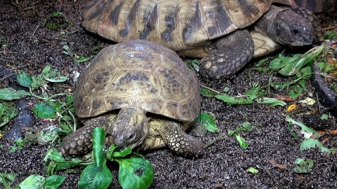 Każdy nosi własny domek, ale chętnie zamieszkały razem w myślęcińskim ZOO. Fot. Janusz Wiertel