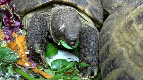 Każdy nosi własny domek, ale chętnie zamieszkały razem w myślęcińskim ZOO. Fot. Janusz Wiertel