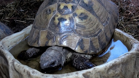 Każdy nosi własny domek, ale chętnie zamieszkały razem w myślęcińskim ZOO. Fot. Janusz Wiertel