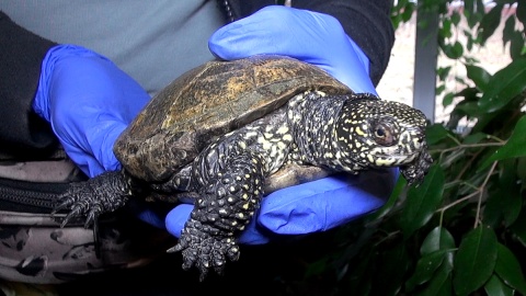 Każdy nosi własny domek, ale chętnie zamieszkały razem w myślęcińskim ZOO. Fot. Janusz Wiertel