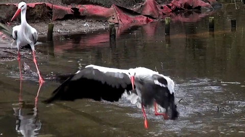 Bociany białe i ich czarne kuzynostwo zamieszkują w myślęcińskim ZOO. Fot. Janusz Wiertel