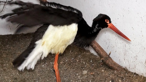 Bociany białe i ich czarne kuzynostwo zamieszkują w myślęcińskim ZOO. Fot. Janusz Wiertel