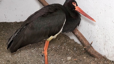 Bociany białe i ich czarne kuzynostwo zamieszkują w myślęcińskim ZOO. Fot. Janusz Wiertel