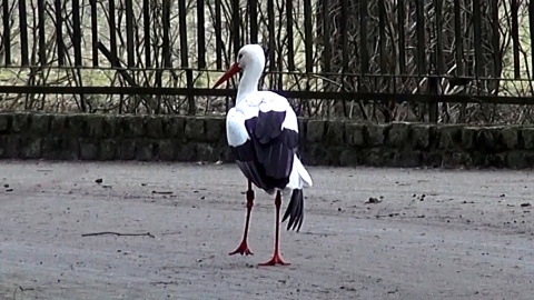 Bociany białe i ich czarne kuzynostwo zamieszkują w myślęcińskim ZOO. Fot. Janusz Wiertel