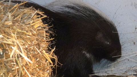 Jeżozwierze Malinka i Jeżynka, to nowi mieszkańcy myślęcińskiego ZOO. Fot. Janusz Wiertel