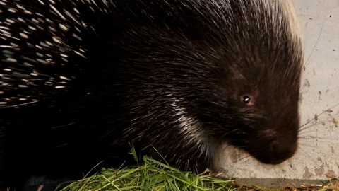 Jeżozwierze Malinka i Jeżynka, to nowi mieszkańcy myślęcińskiego ZOO. Fot. Janusz Wiertel