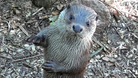 Marlenka i Czaruś zapraszają do myślęcińskiego ZOO. Fot. Janusz Wiertel