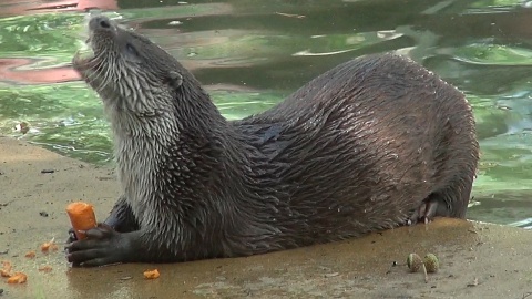 Marlenka i Czaruś zapraszają do myślęcińskiego ZOO. Fot. Janusz Wiertel