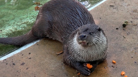 Marlenka i Czaruś zapraszają do myślęcińskiego ZOO. Fot. Janusz Wiertel