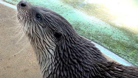 Marlenka i Czaruś zapraszają do myślęcińskiego ZOO. Fot. Janusz Wiertel