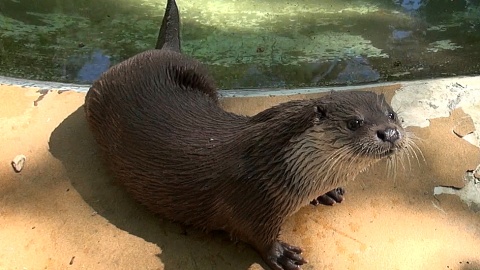 Marlenka i Czaruś zapraszają do myślęcińskiego ZOO. Fot. Janusz Wiertel